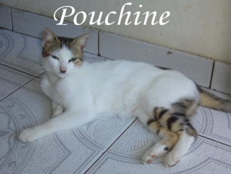 Mon chat